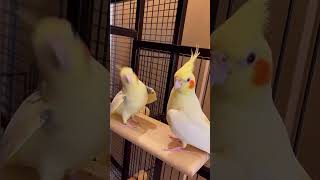 Cockatiel cockie singing cockatiel cockatielsinging parrot cute birds [upl. by Pucida447]