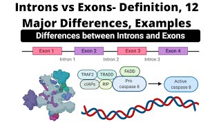 Introns vs Exons Definition 12 Major Differences Examples [upl. by Vail]