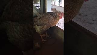 Hen farming at home [upl. by Eitra]