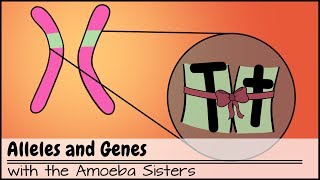 Alleles and Genes [upl. by Anan264]