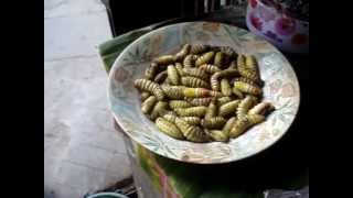 The Keeda Insect Market in Kohima Nagaland Dec 2010 [upl. by Htebazie155]