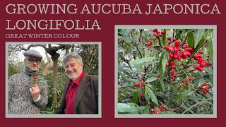 How to grow Aucuba japonica f longifolia another sensational plant for winter colour [upl. by Eemiaj]