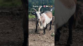 Workaway on the farm motorhomelife workaway wales farmlife [upl. by Sylram]