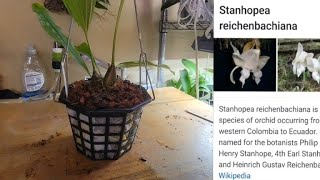 Orchid Repotting Stanhopea Reichenbachiana Eve to a basket [upl. by Weinhardt]