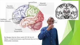 Nervsystemet del 9 hjärnbarken cortex [upl. by Chancellor940]