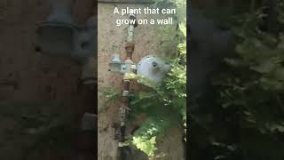 A plant that can grow on a wall  Prosopis farcta Syrian mesquite herbal plants [upl. by Bellew]