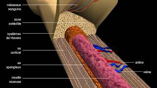 Os structure dun os long et du tissu osseux [upl. by Esirahs]