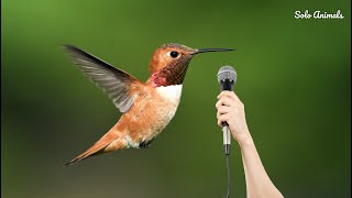 Hummingbird Sounds Hummingbird Birds Chirping In The Morning  Hummingbird Sound  Solo Animals [upl. by Leugimesoj]