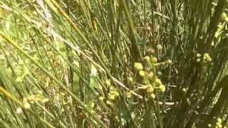 Junco o Scirpus holoschoenus remedio en Supervivencia contra la Sed [upl. by Philipson309]