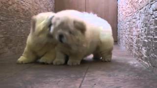 Chow Chow Puppies Play [upl. by Hsirahc164]