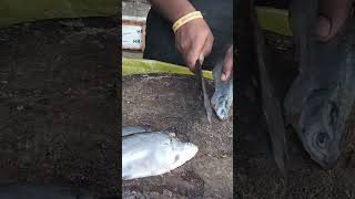 Chitala Fish Cutting Video By Mh Fish Cutting [upl. by Pickard]