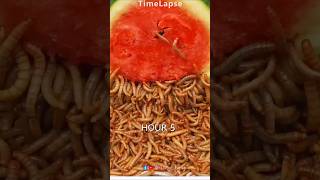 Watermelon vs 10000 Worms  Time lapse 😱  shorts timelapse plant lapse woodlapse [upl. by Rickie]