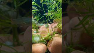 Maine banaya apni beautiful Guppies ke liye beautiful aquariumI made beautiful aquarium for guppies [upl. by Kit]