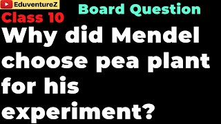 Why did Mendel choose pea plant for his experiment Class 10 Biology Sample Question Eduventurez [upl. by Atekan]