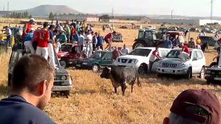 encierros por el campo en yunquera de henares 2 [upl. by Edward]