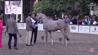 N 7 WALHA AL JOOD Spanish Nationals 2024 Yearling Fillies Class 1 [upl. by Del]