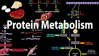 Protein Metabolism Overview Animation [upl. by Egas]