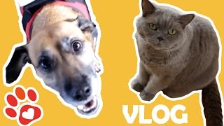 Lautes Schnurren und bellende Hunde Miyukis♥Vlog [upl. by Kleeman]