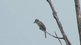 Eastern wood pewee call [upl. by Ottinger]