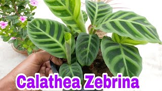 How to care for Calathea Indoor Plant [upl. by Nivert]