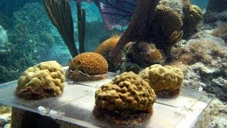 Acidifying the Ocean Assessing Impacts on Coral Reefs [upl. by Ninetta316]