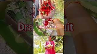 dragon fruit fruit SPGarden [upl. by Indys]