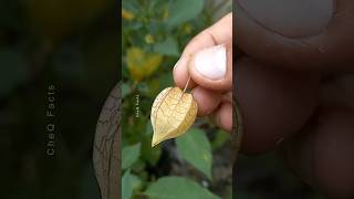 How to Grow Goldenberry Fruit at Home plants fruits farming shorts [upl. by Colinson617]