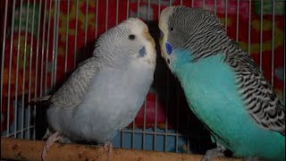 Budgies courting and mating [upl. by Harvard]