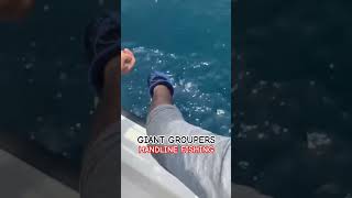 GIANT GROUPERS  HANDLINE FISHING fishing grouperfish fishingadventure fishingworld bigfish [upl. by Gomer576]