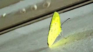 Common Grass Yellow butterfly or Eurema hecabe [upl. by Loats]