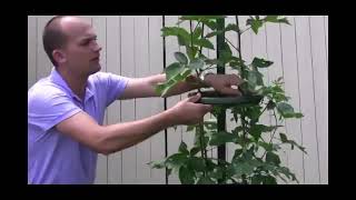 How to Use the Easy Pickins Blackberry Trellis Video [upl. by Armil]