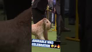 Softcoated Wheaten Terriers know how to CELEBRATE 🤣🎉🔥 Shorts WesminsterKennelClub WKC [upl. by Aliza]