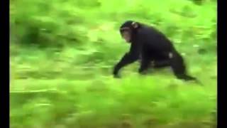 Chimpanzee Running [upl. by Aynotal]