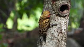 Ochrebacked Woodpecker Celeus ochraceus PicapauocrÃ¡ceo [upl. by Attenat337]