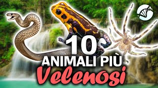 10 ANIMALI più VELENOSI del Mondo 🐍 [upl. by Prisilla]