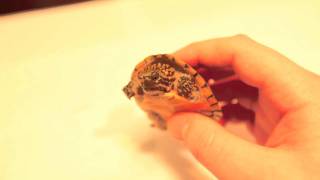 Stripeneck Musk Turtle  Pt 1 [upl. by Pohsib]