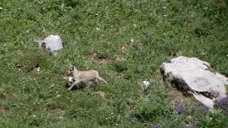 Mama and Baby Ibex [upl. by Anitsud]