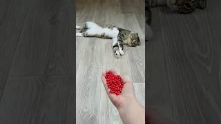 Funny Cat Barsik Beads 🔴🎄 Reverse Video reversevideo funny marblerunandmore [upl. by Atiker]