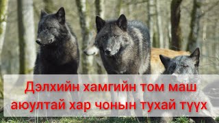 Гөлөг оллоо гээд чоно тэжээсэн залуугийн түүх монгол хэлээр кино дуу mongol duu kino 2023 [upl. by Waki]