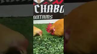 Breeding Time 👩‍❤️‍💋‍👨 JapaneseChaboBantam fyp fypシ゚viral chicken fypシ゚ ChaboNgCDO [upl. by Jonas287]