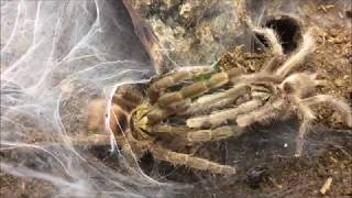 New arrivals unboxing and breeding Neoholothele incei [upl. by Gladdie]