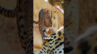 quotA Força Surpreendente dos Leopardos animals natureza mundoselvagem [upl. by Niltak]