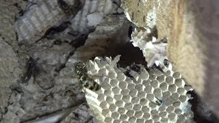 Look Inside a Huge Active Wasp Nest as it is Slowly Destroyed [upl. by Llemor]