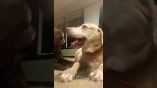 My dogs reaction [upl. by Helen]