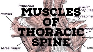 Muscles of thoracic spine [upl. by Htebilil]