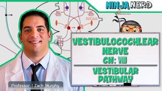 Neurology  Vestibulocochlear Nerve  Cranial Nerve VIII Vestibular Pathway [upl. by Llehcram]