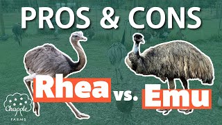 Should You Get a Rhea or Emu Pros and Cons [upl. by Maggie482]