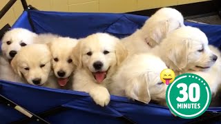 30 Minutes of the Worlds CUTEST Puppies 🐶💕 [upl. by Wilonah608]