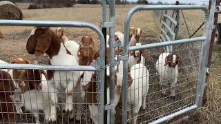 Yearling Does  StartGrow Your Herd of Boer Goats boer meatgoats boergoats goatfarming goats [upl. by Nev]