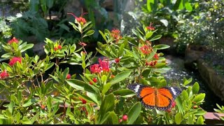 Butterflies animated background TV shows HD beautiful landscapes the art corner [upl. by Dode965]